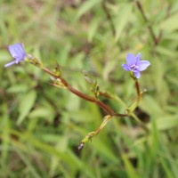 Aristea ecklonii Baker